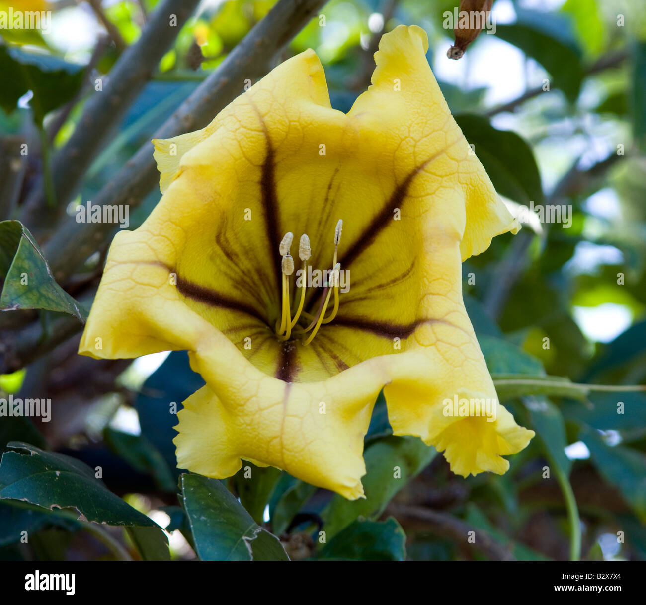 Solandra maxima `Golden Chalice Vine` Stock Photo Alamy